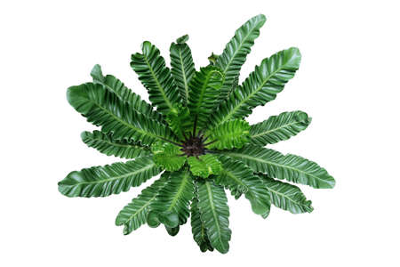 Top view of rare tropical foliage houseplant Birdâ€™s nest fern â€˜Cobraâ€™ or Cobra...