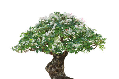 Japanese Bonsai tree plant with variegated leaves isolated on white background, clipping path...