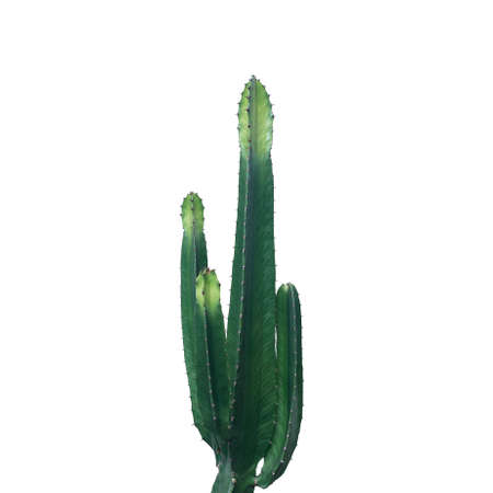 Ornamental spiny plant with green succulent stems of Euphorbia ingens (Candelabra Tree) cactus isolated on white background, clipping path included.の写真素材