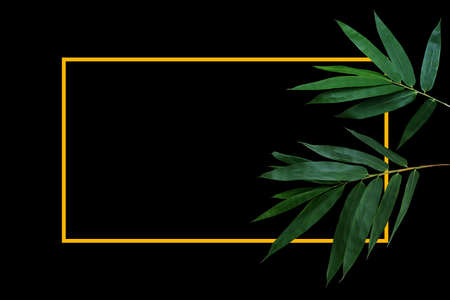 Dark green leaves of bamboo forest plant on black background with gold yellow border frame layout.