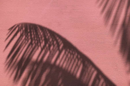 Palm leaves shadow on neon pink color painted concrete wall texture summer background.の写真素材