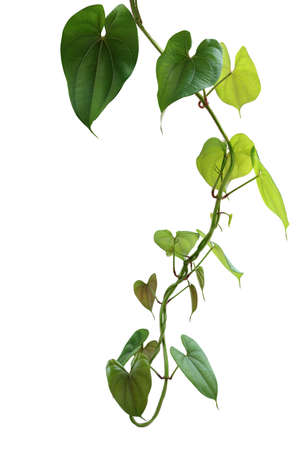 Hanging twisted vine liana plant with heart shaped green brownish leaves of purple yam or winged yam (Dioscorea alata) the tropic forest climber plant isolated on white background with clipping path.の写真素材