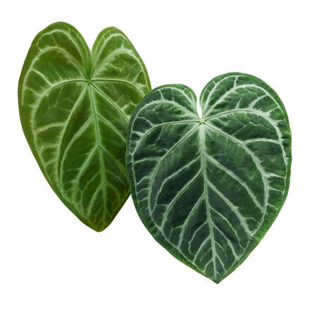 Heart-shaped green variegated leaves pattern of rare Anthurium plant the tropical foliage houseplant isolated on white background, clipping path included.の写真素材