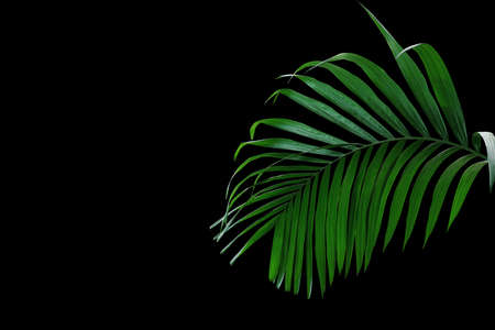 Tropical rainforest palm leaves foliage plant growing in wild isolated on black background.の写真素材
