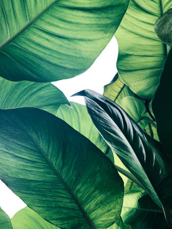 Abstract tropical green leaves pattern on white background, lush foliage of giant golden pothos or Devilâs ivy (Epipremnum aureum) the tropic plant.の写真素材