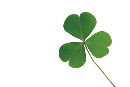 Three heart-shaped leaflets of lemon clover or yellow woodsorrel (Oxalis spp.) a herbaceous ground...