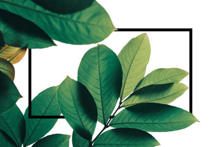 Abstract tropical green leaves pattern nature frame layout on white background, lush foliage of...