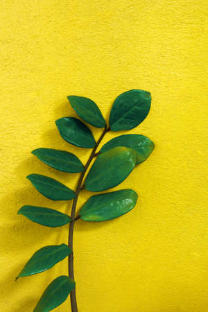Tropical leaves ZZ plant (Zamioculcas zamiifoliaon) or emerald palm on vibrant yellow concrete wall color background, trendy indoors garden houseplant.の写真素材