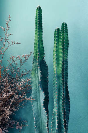 Indoors desert garden cactus succulent plant (Peruvian apple cactus) on green concrete wall background in room decorated with houseplant cacti and dried flowers.の写真素材