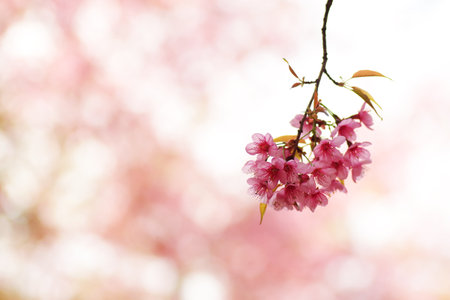 Wild Himalayan cherry blossom or Sakura pink flowers with young leaves on forest tree twig, spring flower bloom on pink pastel bokeh nature background.の写真素材