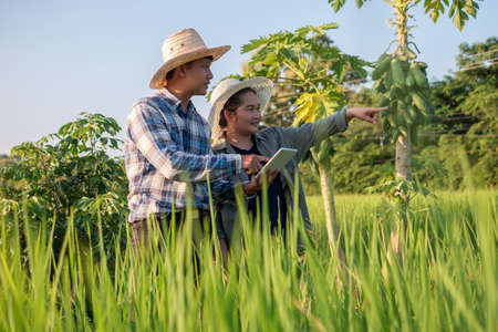Asian smart farmer couple using digital tablet monitoring and  managing rice field organic farm....