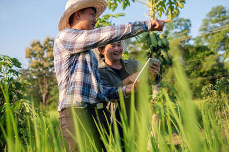 Asian smart farmer couple using digital tablet monitoring and  managing rice field organic farm....