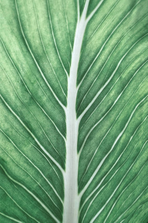 Close up of green leaf texture for background, nature and environment concept.の写真素材