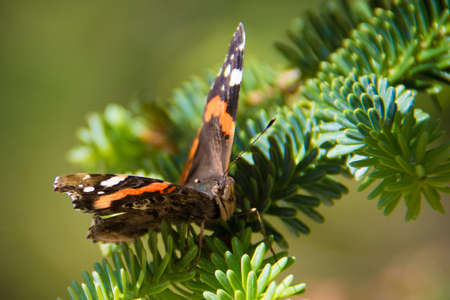 Common Butterfly on a Pine Tree, Moroccoの写真素材