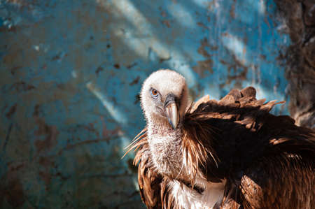 A griffon vulture close-up pictureの写真素材