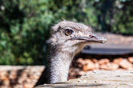 African avestrus close-up