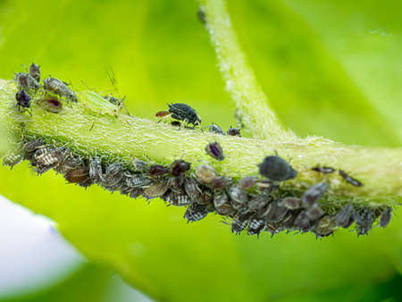 Macro shot of females Asphid group in a branch