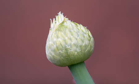 macro of a Leek flowerの写真素材