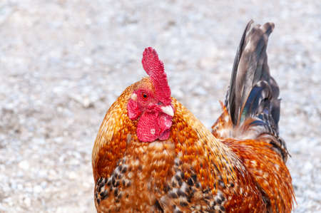 Domesticated traditional Cock facing the camera