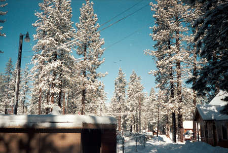 Snow Covered Trees  Winter Cabinの写真素材