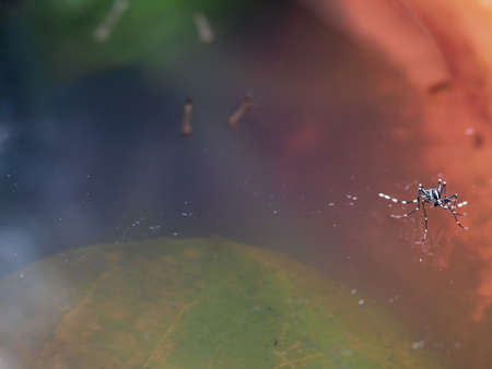 Aedes mosquito on still water inside a pot with larvae underwaterの写真素材