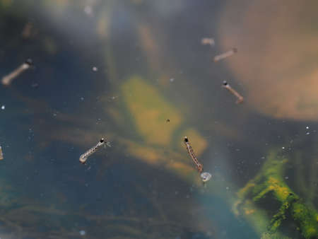 Aedes mosquito larvae in stagnant water inside a potの写真素材