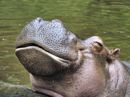 funny and cute looking smiling hippopotamusの写真素材