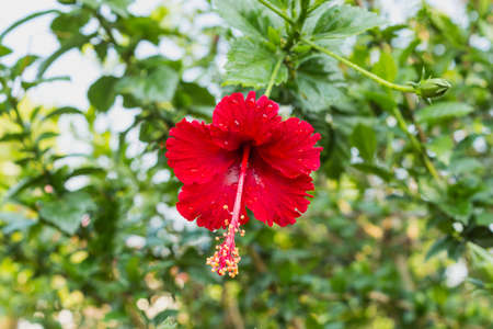 Red hibiscus flower, Closed-upの写真素材
