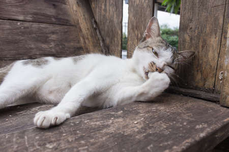 White and Gray cat washing itself in wooden chair.の写真素材