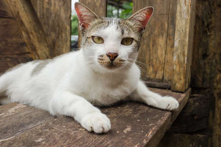 White and Gray cat playing in wooden chair.の写真素材