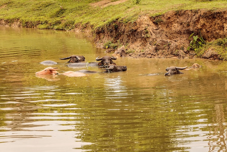 Asian swamp buffalo in natural countryside.の写真素材