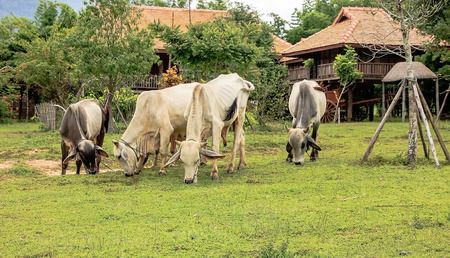 Asia herd eating grass outdoors in fine weather.のeditorial素材