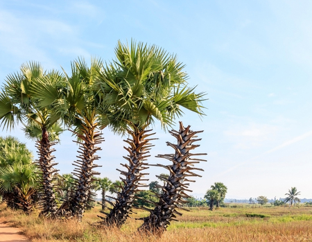 Palm and blue sky in sunny dayの写真素材