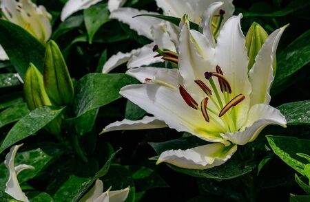 white lily flowers in the outdoor gardenの写真素材