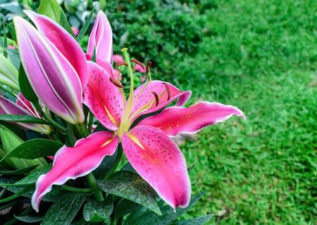 pink lily flowers in the outdoor gardenの写真素材
