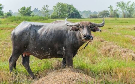 asian buffalo on the grass field on a sunny dayの写真素材