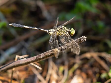 the dragonfly sticks in the branches in the forest with light shiningの写真素材