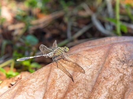 the dragonfly sticks in the branches in the forest with light shiningの写真素材