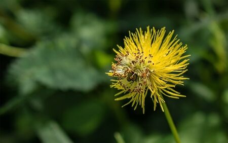 yellow mimosa flowers on a clear dayの写真素材