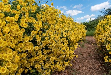the beauty of the yellow chrysanthemum flowers in the garden