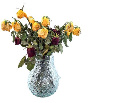 the withered roses in a vase on a white backgroundの写真素材