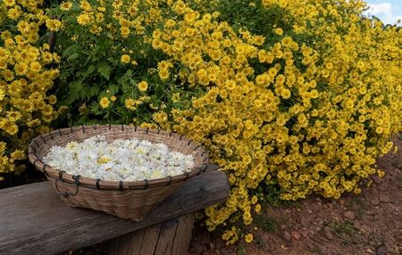 white chrysanthemum flowers in a basket on a bench in the flower gardenの写真素材