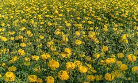 Background of yellow marigold flowers in a flower garden