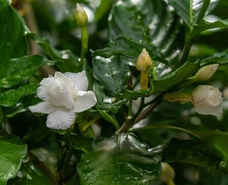 White gardenia jasminoides flowers bloom in the morning lightの写真素材