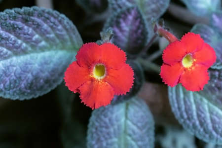 A red Japanese carpet flower that blooms beautifully in a flower garden.の写真素材