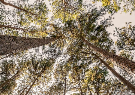 A picture of pine leaves and stems with the sun shining on top.