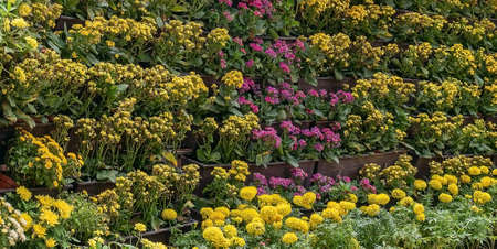 background pictures of marigolds and other flowers in the flower garden.