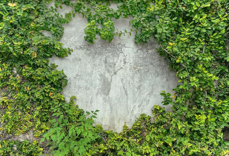 The beauty of the heart-shaped vines on the wallの写真素材