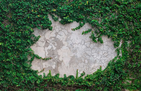 the beauty of ivy vine on the wallの写真素材