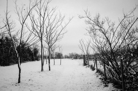 Snowy winter landscape with bare trees in the forest. Black and white photo.の写真素材